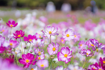 コスモス畑