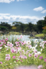 コスモス畑と池