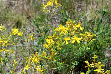 Field of yellow flowers