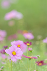 コスモス