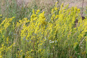 Field of yellow flowers