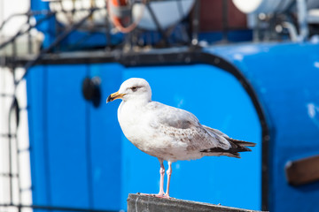 Seabird at Harbor / Seagull at harbor in front of blue ship background (copy space)
