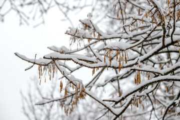 Nature in the winter