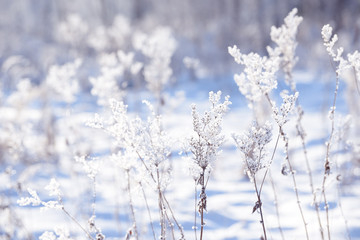 Grass branches frozen in the ice. Frozen grass branch in winter. Branch covered with snow.