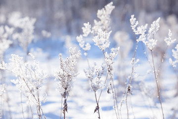 Grass branches frozen in the ice. Frozen grass branch in winter. Branch covered with snow.
