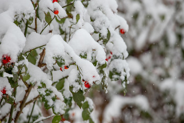 Nature in the winter