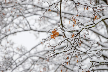 Nature in the winter