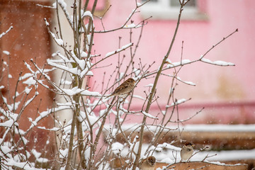 Birds in the winter