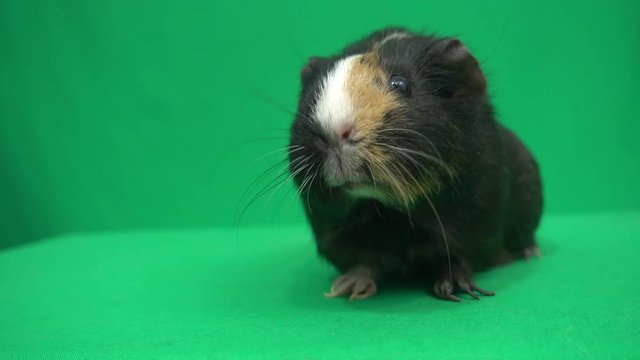 guinea pig looking on green screen