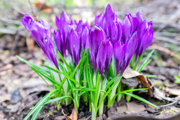 Colorful purple crocus flowers blooming on a sunny Spring day in the garden