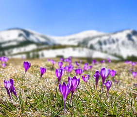 Fototapeta premium Spring landscape of blooming flowers violet crocuses ( Crocus heuffelianus ) on glade in mountains covered of snow. Carpathian mountains