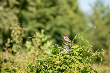 Field and bird