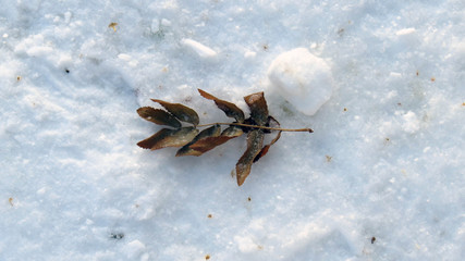 dry leafe on the snow