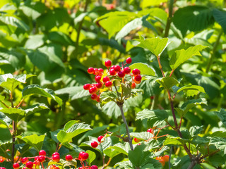 Red berries 