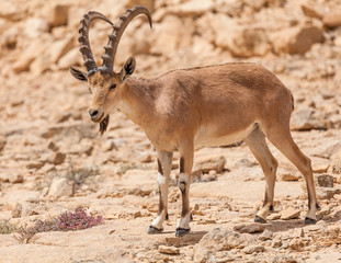 Nice view of Nubian ibex goat