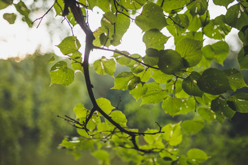 A branch of alder leaves and green cones. Branch of Alnus glutinosa, the common alder, black alder in spring.