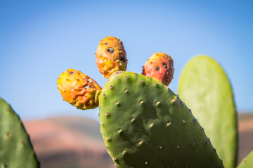 Ripe fruits of edible Opuntia ficus-indica cacti on a sunny day in a field in the Canary Islands. Spain Lanserote