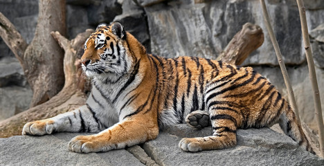 Young siberian tiger . Latin name - Panthera tigris altaica