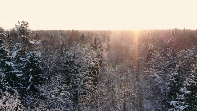 snow falling. winter wonderland. snowing snowy. sunset dusk sunshine. forest trees woods nature. slow motion. winter background. romantic wonderland. beautiful environment
