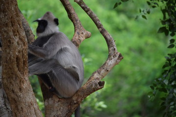 Sri Lankan Monkey in Yala National Park