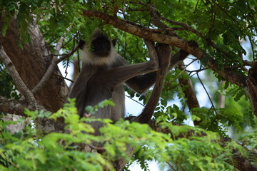 Sri Lankan Monkey in Yala National Park