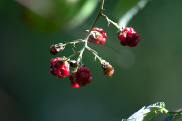 red berries on a branch