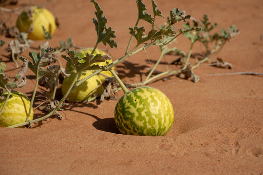 Desert Squash (Citrullus colocynthis) (Handhal) in the United Arab Emirates.