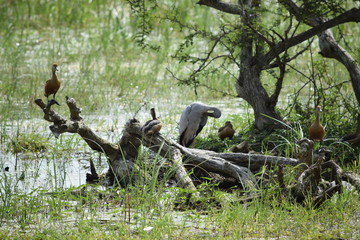 sri lanka birds at Yala National Park