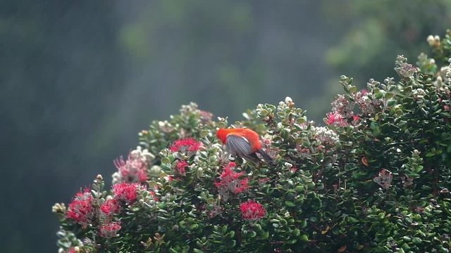 The Iʻiwi (Drepanis coccinea) or scarlet honeycreeper sits on the tree during rainfall in Haleakala National Park, Maui, Hawaii