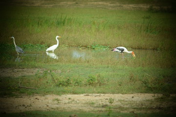 sri lanka birds at Yala National Park