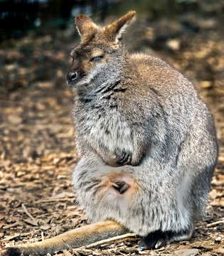 Bennett's wallaby female. Latin name - Macropus rufogriseus
