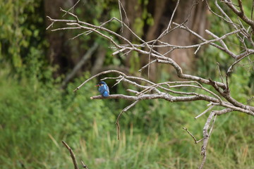 sri lanka birds at Yala National Park