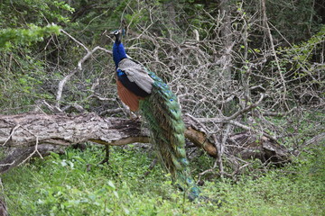 Fototapeta premium sri lanka birds at Yala National Park