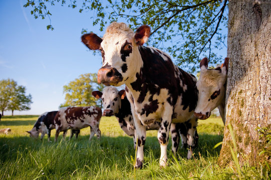 Troupeau de vache dans les champ de France