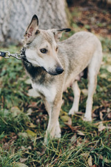 Obraz premium Scared stray dog with sad eyes and emotions walking in city street. Adoption concept. Portrait of cute gray dog in park. Dog shelter