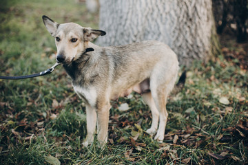 Naklejka na ściany i meble Scared pregnant dog with sad eyes and emotions walking in city street. Adoption concept. Portrait of cute gray dog in park. Dog shelter
