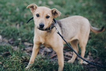 Fototapeta premium Cute golden puppy walking with black sad eyes and emotions walking in park. Dog shelter. Scared homeless doggy in city street. Adoption concept.