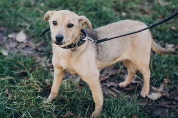 Cute golden puppy winking with black sad eyes and emotions walking in park. Dog shelter. Scared homeless doggy in city street. Adoption concept.
