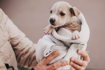 Cute little staff terrier puppy in cozy warm blanket in autumn park. Hand holding scared homeless beige puppy in city street. Adoption concept. Dog shelter.