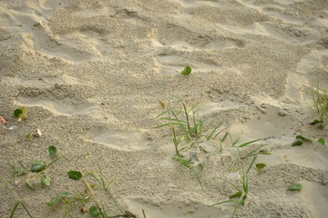 aerial view of the desert