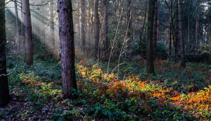 Obraz premium Sunrays through the trees