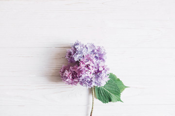 Purple hydrangea petals and green stem. Floral card. Hello spring. Beautiful hydrangea flower on rustic white wood, flat lay with space for text. Happy mothers day. International Women's day.