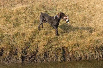 German hunting watchdog drathaar, Beautiful dog portrait on the hunt	