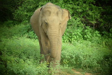 Fototapeta premium SRI LANKA ELEPHANT YALA NATIONAL PARK