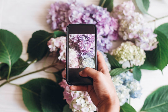 Hand holding phone and taking photo of hydrangea flowers on rustic white wood, flat lay. Content for social media concept, blogging photos. Happy mothers day. International Women's day.