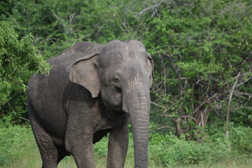 Fototapeta premium SRI LANKA ELEPHANT YALA NATIONAL PARK