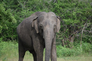 Fototapeta na wymiar SRI LANKA ELEPHANT YALA NATIONAL PARK