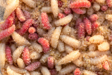 Many living larvae , Maggots in a box for winter fishing	