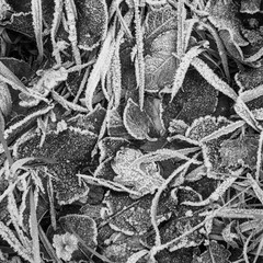 Frosty woodland floor