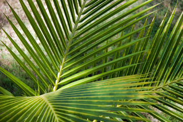 Fototapeta na wymiar new coconut tree growth